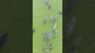 Quem é grande entra na fila fisgadagarantida pesqueiros shortsclip peixegrande fishingvideo [upl. by Sorel]