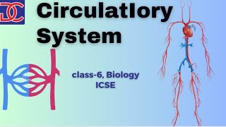 Class6 Biology ICSE Circulatory system full chapter [upl. by Cornell]