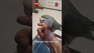 Mira que cosa más bonita viral videoviral fypシ゚ bonita [upl. by Skelly]