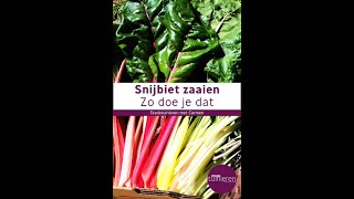 Stadstuinieren  Snijbiet zaaien moestuin [upl. by Peterman338]