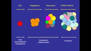 HEMATOLOGIE Hématopoïèse et sa régulation [upl. by Caesaria]