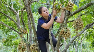 Harvesting Macadamia Fruit Goes market sell  Gardening Sowing seeds  Lý Thị Ca [upl. by Oab627]