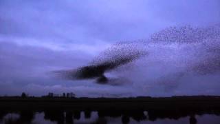 Vroege Vogels  Roofvogel vs spreeuwenzwerm [upl. by Allisurd552]