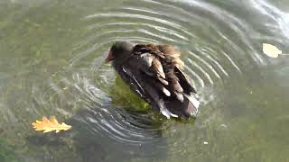 Moorhen diving and splashing [upl. by Nahsor]