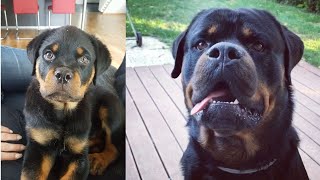 ROTTWEILER  BARKING and HOWLING PUPPY vs GROWN UP [upl. by Nahguav132]