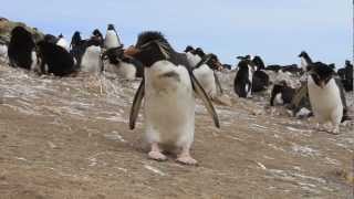 Rockhopper Penguins are So Curious [upl. by Dill]