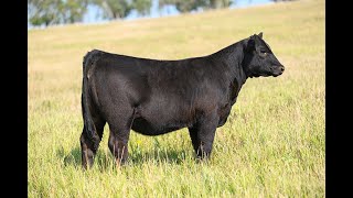 Reimann Pasture Sale 2024  Tag 112 [upl. by Assetan136]