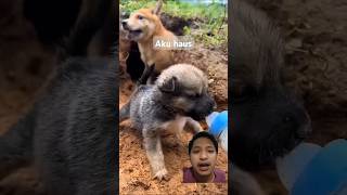 Anjing haus dog puppy animals cute pets shots funny doglover dogs dog comedyshortvideo [upl. by Notlek530]