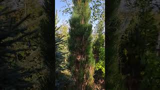 Pinus nigra Green Tower [upl. by Bertolde]