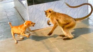 dog vs langoor monkey vs dog Dog vs monkey who will winDog vs monkey [upl. by Cilurzo975]