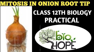 EXPERIMENT PREPARE A TEMPORARY MOUNT OF ONION ROOT TIP TO STUDY MITOSIS BYSHAREEF SIR FOR 12 BIO [upl. by Ik]