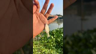 River fishing Bangladesh  amazinglittleboyhookfishinginrainyseason youtubeshorts hookfishing [upl. by Mateo]