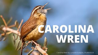 Carolina Wren Song [upl. by Hertberg955]