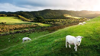 Dunedin To Christchurch Trip South Island New Zealand 4K Video [upl. by Ot]