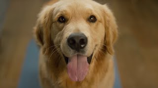 The Vets  Bringing Pet Care Home  TV Commercial by Filmkraft [upl. by Misty]