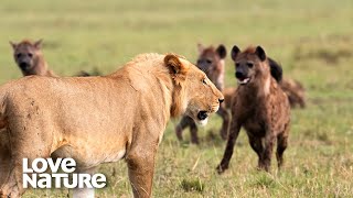 EPIC BATTLE 10 Lions VS 10 Hyenas Wage War For The Kill  Love Nature [upl. by Ecal]