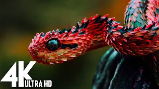 🔴 Wildlife 4K UHD 247  Relaxing Music With Beautiful Nature amp Animals Videos4K Video Ultra HD [upl. by Amabil]