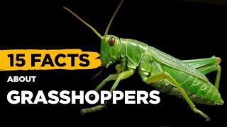 15 Fascinating Facts About Grasshoppers [upl. by Tezile]