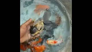 Goldfish carp koi fish angelfish molloyfish silver fish in my farm house [upl. by Rancell472]