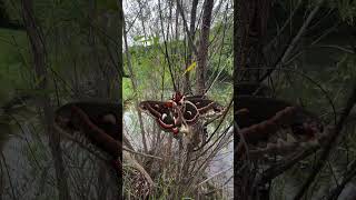 Discover the Majestic Cecropia Moth North Americas Largest Moth [upl. by Niliram896]