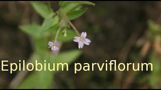 Epilobium parviflorum [upl. by Viafore]