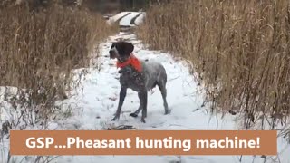 Pheasant hunting with German Shorthaired Pointers [upl. by Hamaso502]