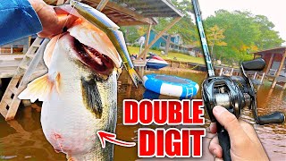 RECORD Day Swimbait Fishing a PUBLIC Lake Multiple Double Digit Bass [upl. by Nawj]