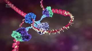 DNA animation 20022014 by Drew Berry and Etsuko Uno wehitv ScienceArt [upl. by Paris756]