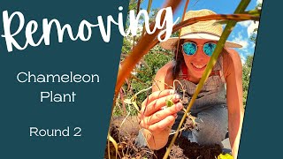 Chameleon Plant Removal Round 2 Houttuynia Cordata [upl. by Anauqes]