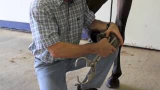 Basic Lameness Evaluation of the Horse [upl. by Melloney832]