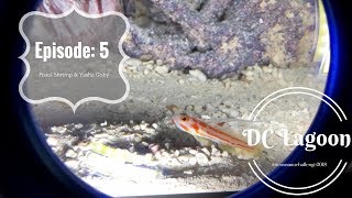 DC Lagoon Episode 5 Yasha Goby Pistol shrimp [upl. by Allac]