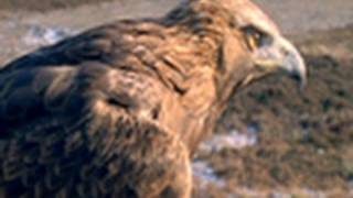 Golden Eagle vs Jackrabbit  National Geographic [upl. by Dnaloy]