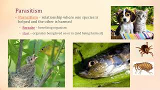 Symbiosis  Mutualism Parasitism Commensalism [upl. by Cj588]