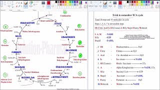 Trick to Remember TCA Cycle Intermediate Enzymes and Reaction GPATNIPER Pharmacist DI Exam [upl. by Alekehs]