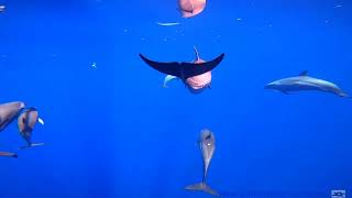 Pantropical Spotted dolphins met in Bahamas [upl. by Zared]