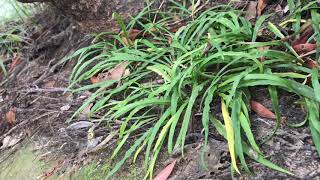 Cryptocoryne crispatula var kubotae in Northeastern of Thailand 【4K】 [upl. by Sihonn]