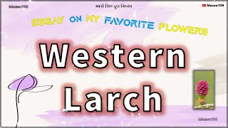 Western Larch  Western Larch Flower  Essay On Western Larch Flower  My Flower Western Larch [upl. by Florri953]