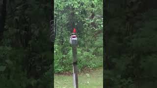 Scarlet Tanager in the rain tanager bird birdswatching birdshort birdshorts rain birdvideo [upl. by Roselani638]