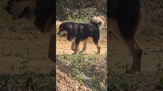 Bhutia Dog gaddidog bhutiadog tibetanmastiff [upl. by Sher291]