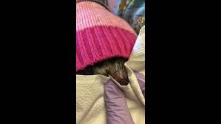 Anal sac abscess in a dog How I treat them [upl. by Acinomaj]