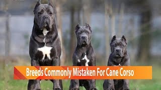 Dog Breeds Commonly Mistaken For Cane Corso [upl. by Dilisio]