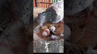 How do pigeons hatch from eggs shorts [upl. by Fairman]