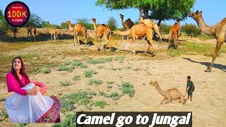 Camel go to jungal  camel [upl. by Roti649]