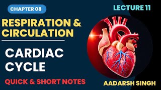 Class 12  Lec 11  Respiration amp Circulation  Working Mechanism of Human Heart  Cardiac Cycle [upl. by Ynafetse]