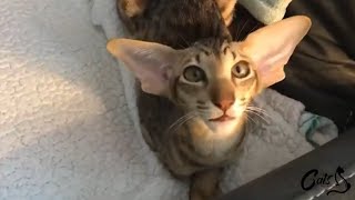 Fun Facts About Oriental Shorthair Cats [upl. by Berky]