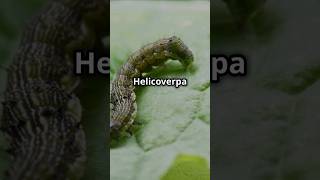 quotStop Helicoverpa armigera from damaging crops control tips for healthy harvests BioByPritiquot [upl. by Crystal]