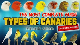 TYPES OF CANARIES GUIDE OF CANARIES BREEDS OF CANARIES [upl. by Aneen]