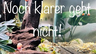 Super klares Wasser im Aquarium aquarium aquaristik aquascape [upl. by Akiram]