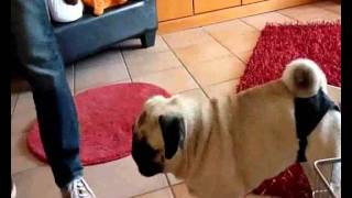 Mops Pia macht Tricks  1 Folge [upl. by Uehttam]