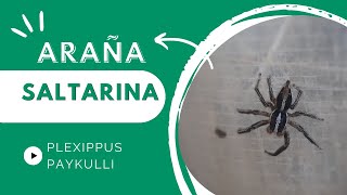 ARAÑA SALTARINA PlexIppus paykulli arañas [upl. by Eylloh]